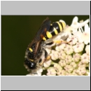 Crabro cribrarius - Grabwespe w02 14mm.jpg